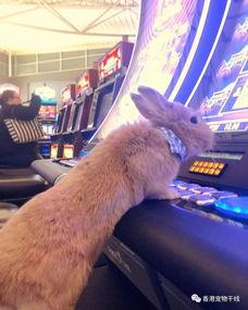 兔子爆料博主视频,视频背后的真实故事  第3张